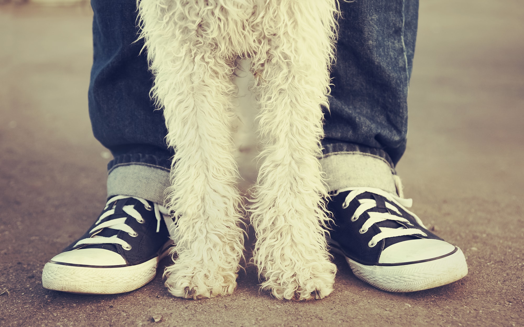 Small dog standing in between it's owners feet